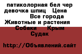 патиколорная бел/чер девочка шпиц › Цена ­ 15 000 - Все города Животные и растения » Собаки   . Крым,Судак